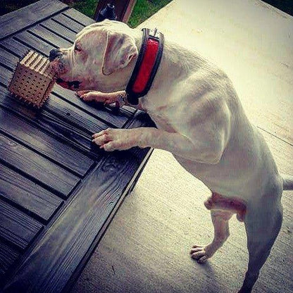 The "Reptile" collar